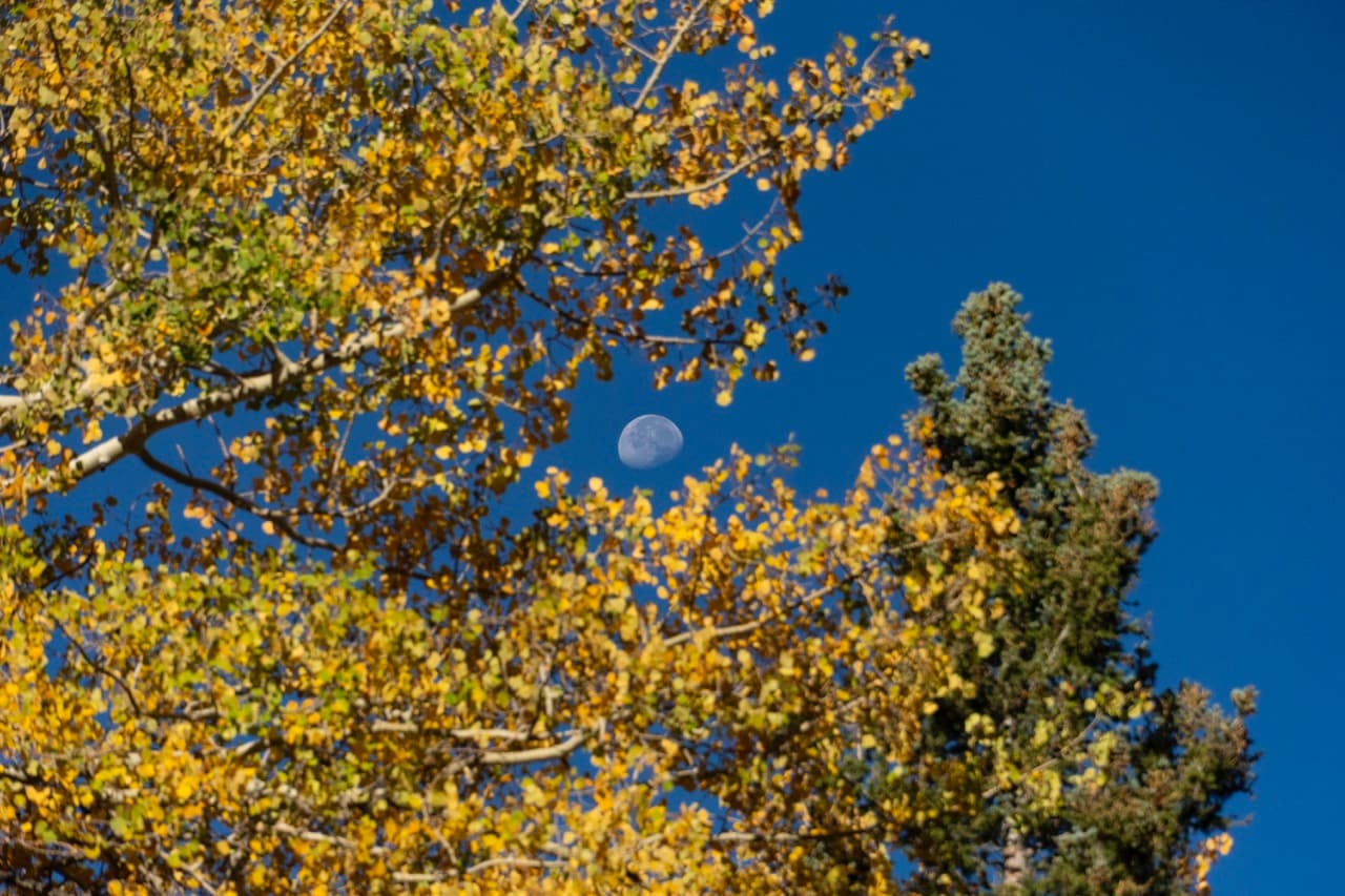 Moon in the aspen tree.